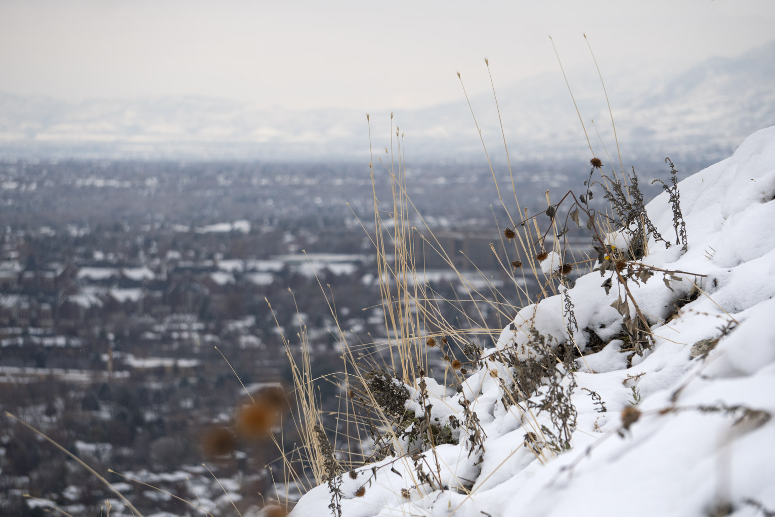 Some stalks of yellow grass on the mountainside stand in contrast against town below